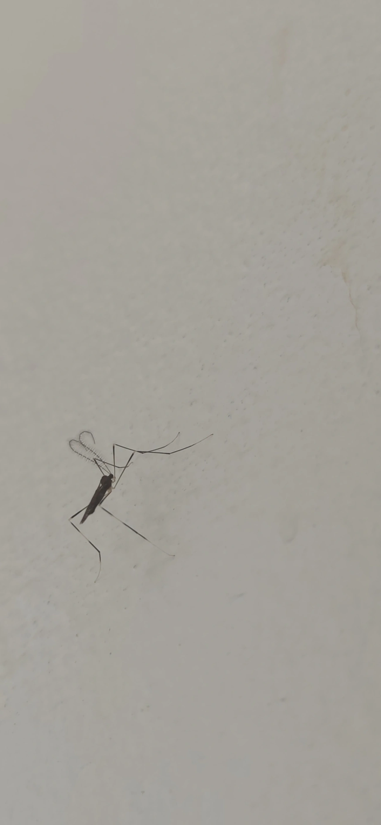Polymera microstictula, insetos, fotografado em Maresias, São Sebastião