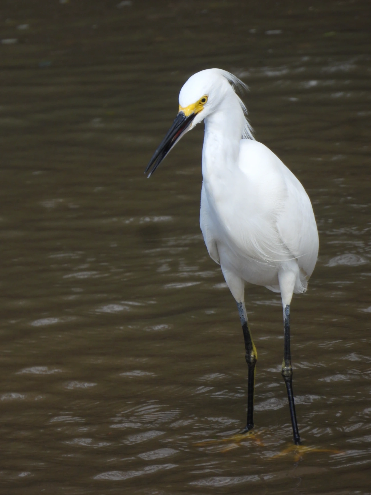 Garça-branca-pequena (Egretta thula), aves, fotografado em Maresias, São Sebastião