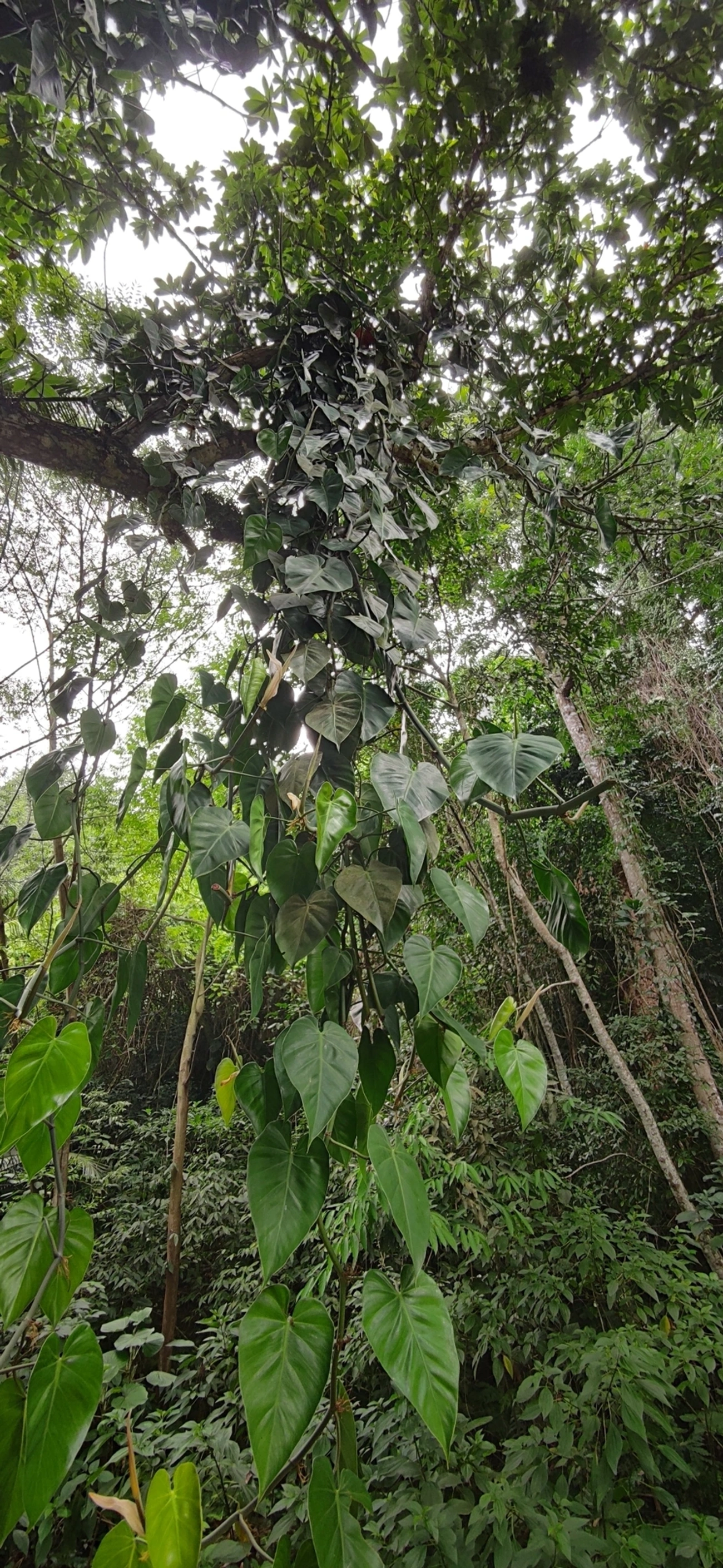 Filodendro-coração (Philodendron hederaceum), plantas, fotografado em Paúba, São Sebastião