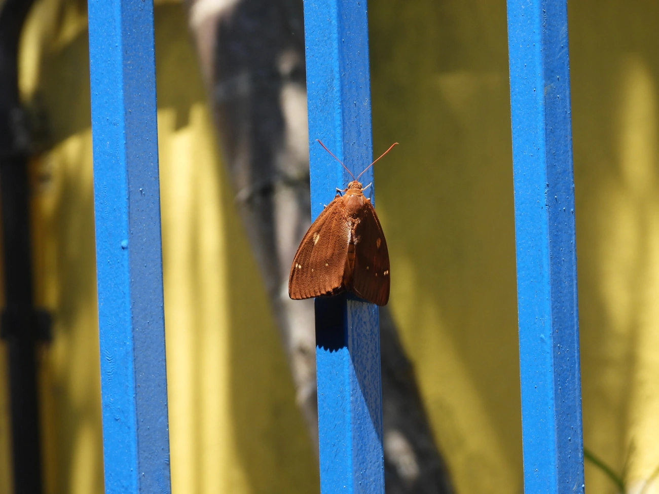 Mariposa-castnídea (Yagra fonscolombe), insetos, fotografado em Boiçucanga, São Sebastião