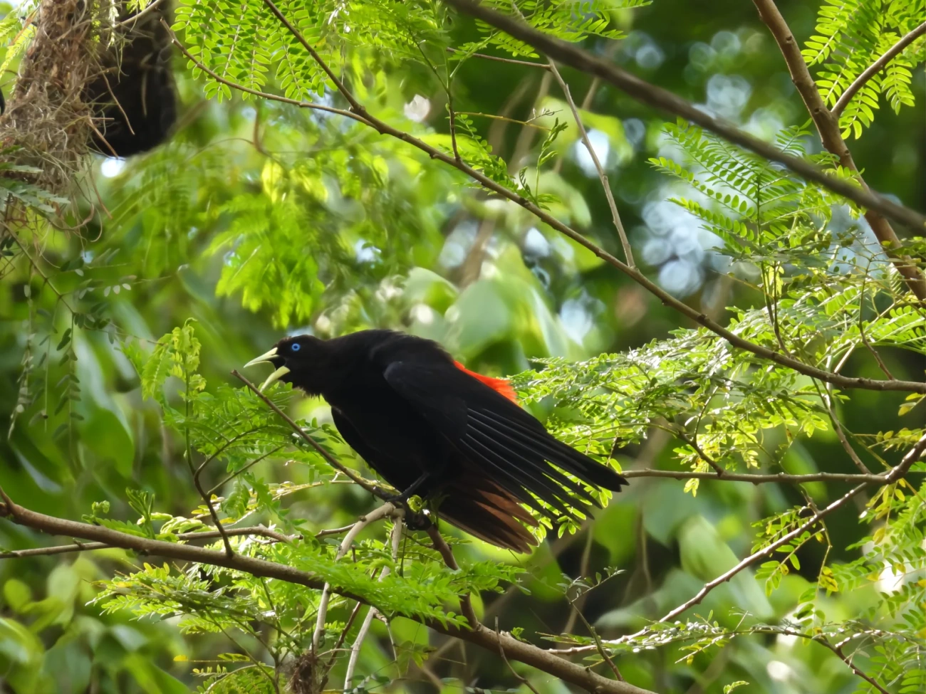 Guaxe (Cacicus haemorrhous), aves, fotografado em Maresias, São Sebastião
