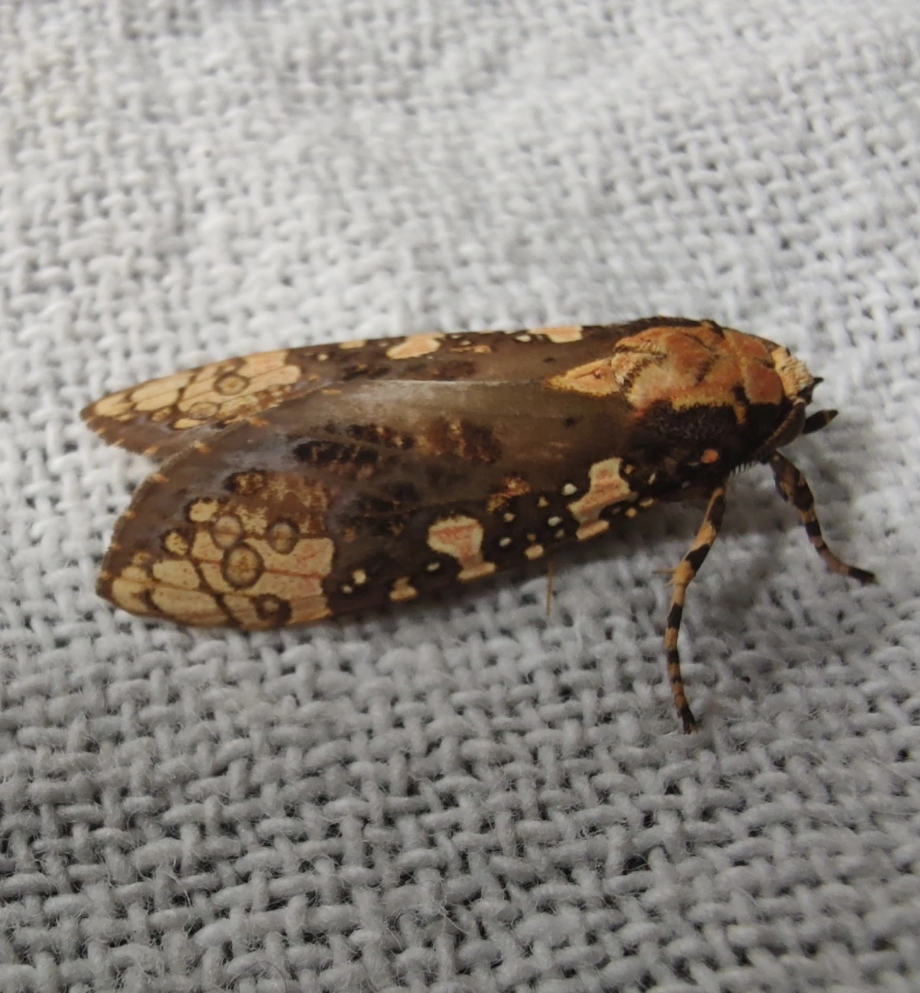Mariposa-tigre (Cresera annulata), insetos, fotografado em Maresias, São Sebastião