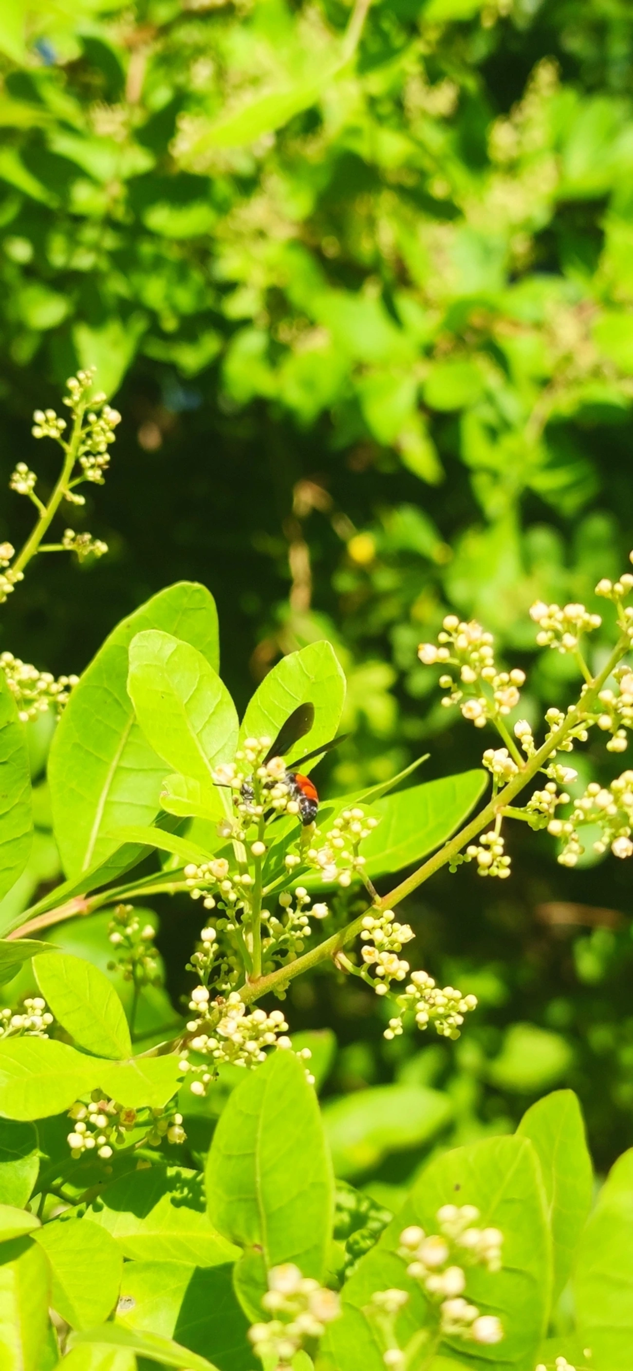 Vespa-escólida caribenha (Dielis dorsata), insetos, fotografado em Maresias, São Sebastião