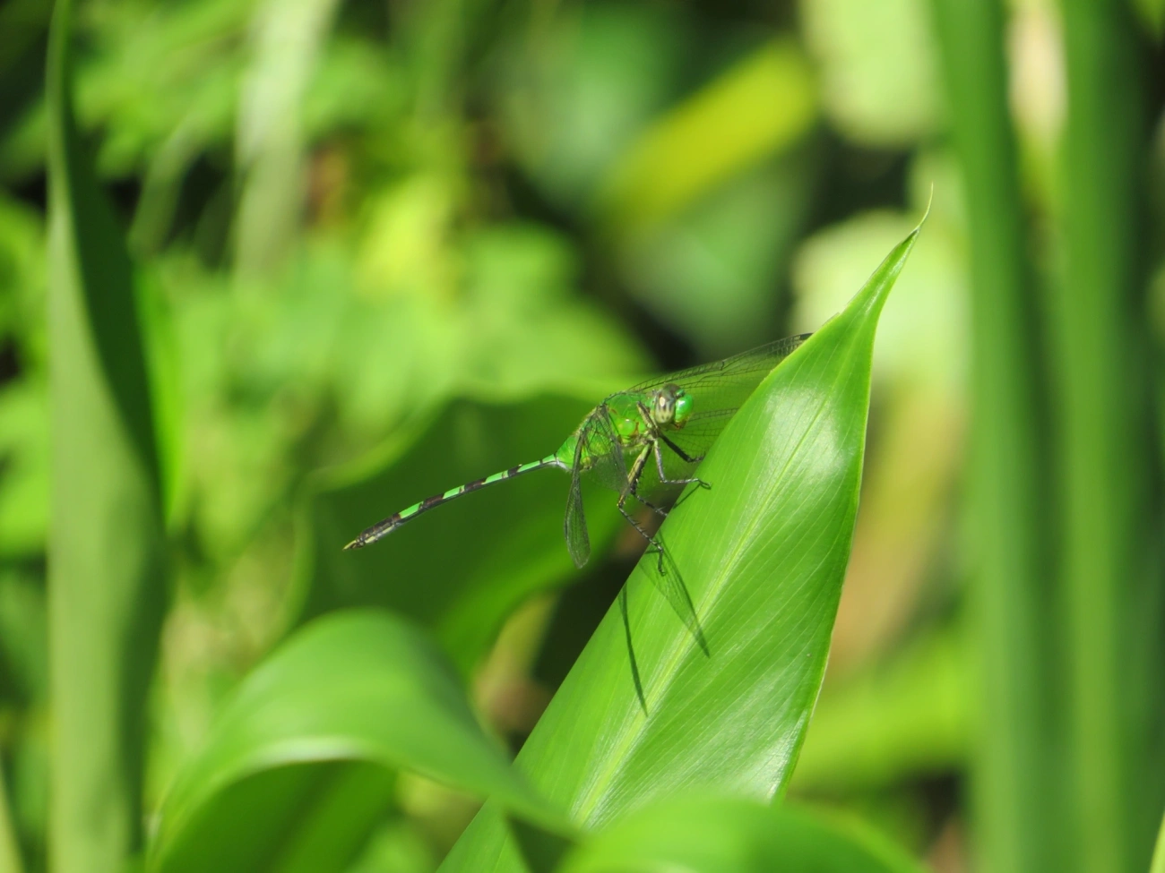 Libélula-verde (Erythemis vesiculosa), insetos, fotografado em Maresias, São Sebastião