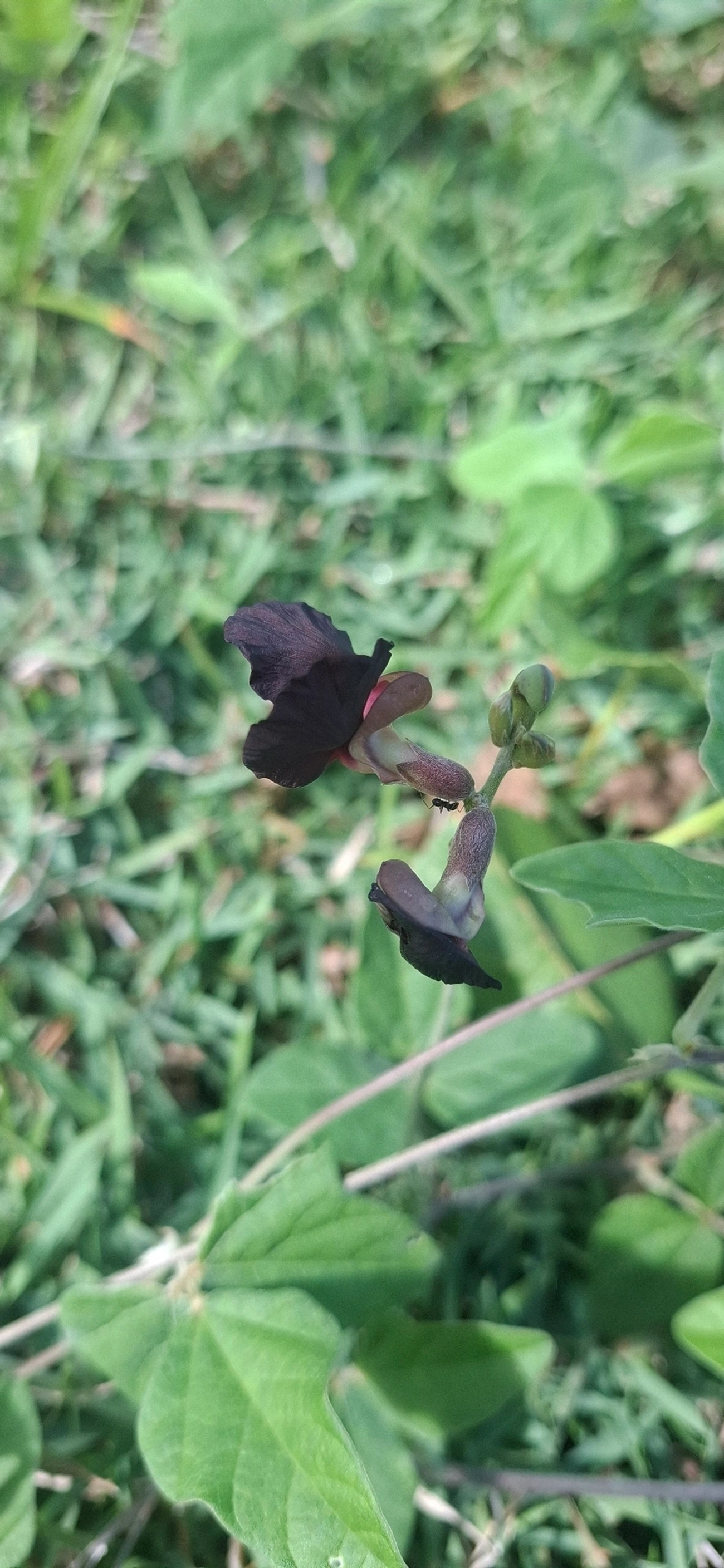 Siratro (Macroptilium atropurpureum), plantas, fotografado em Maresias, São Sebastião