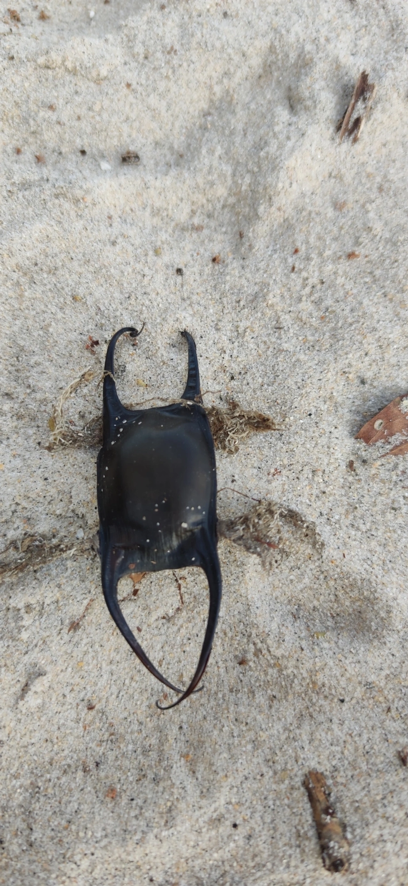 Raia-de-Agassiz (Rioraja agassizii), peixes, fotografado em São Sebastião