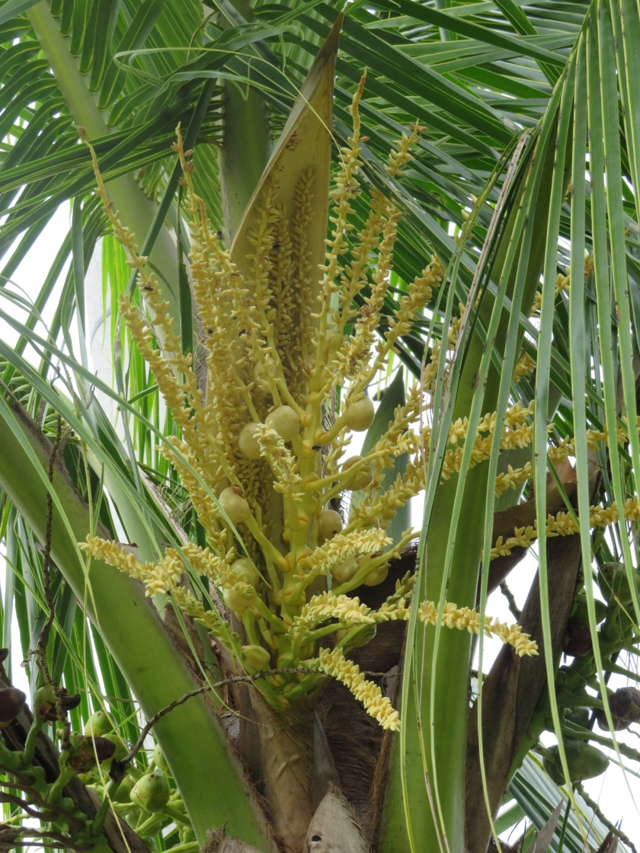 Coqueiro (Cocos nucifera), plantas, fotografado em Maresias, São Sebastião