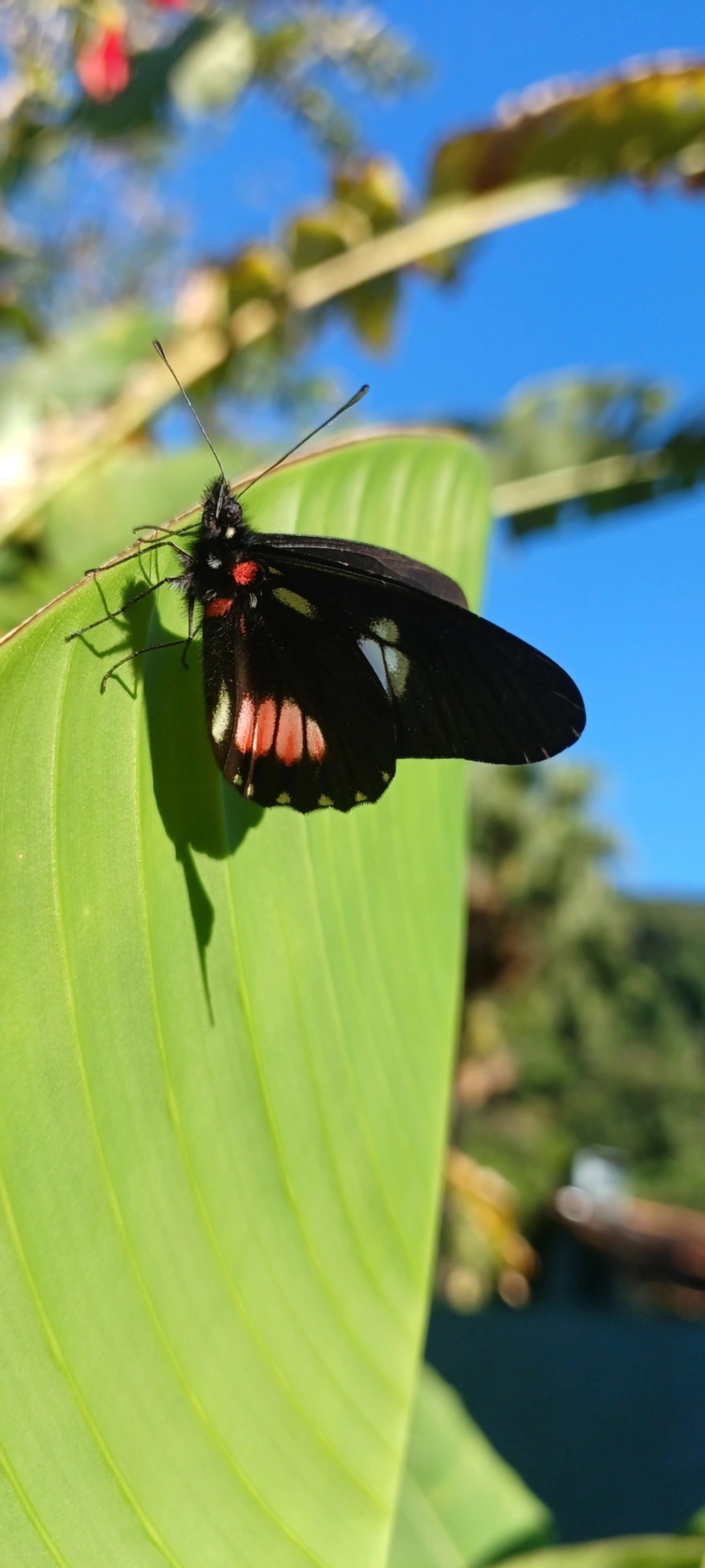Branca-mimética (Archonias brassolis), insetos, fotografado em Maresias, São Sebastião