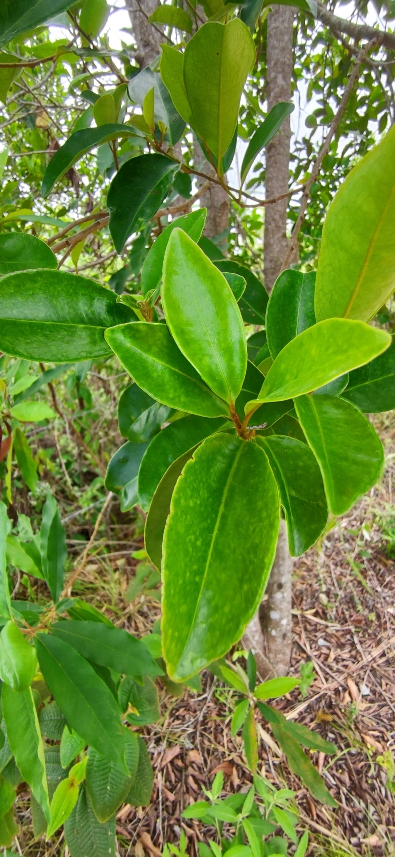 Figueira microcarpa (Ficus microcarpa), plantas, fotografado em Paúba, São Sebastião