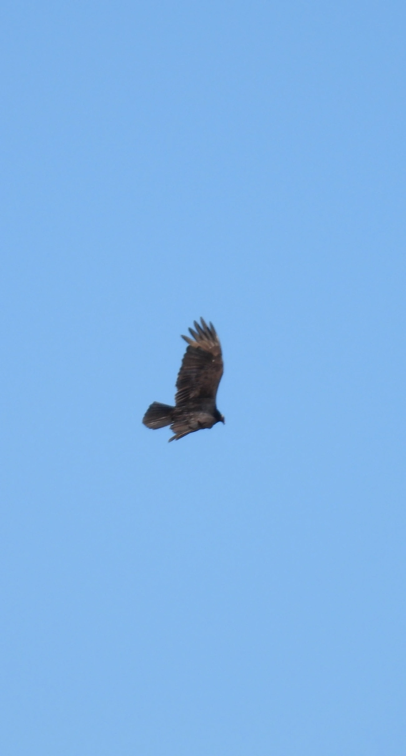 Urubu-de-cabeça-vermelha (Cathartes aura), aves, fotografado em Cunha