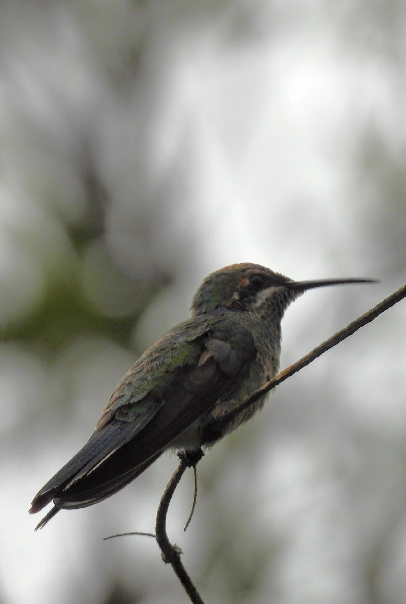 Beija-flor-de-orelha-violeta (Colibri serrirostris), aves, fotografado em Perequê, Ilhabela