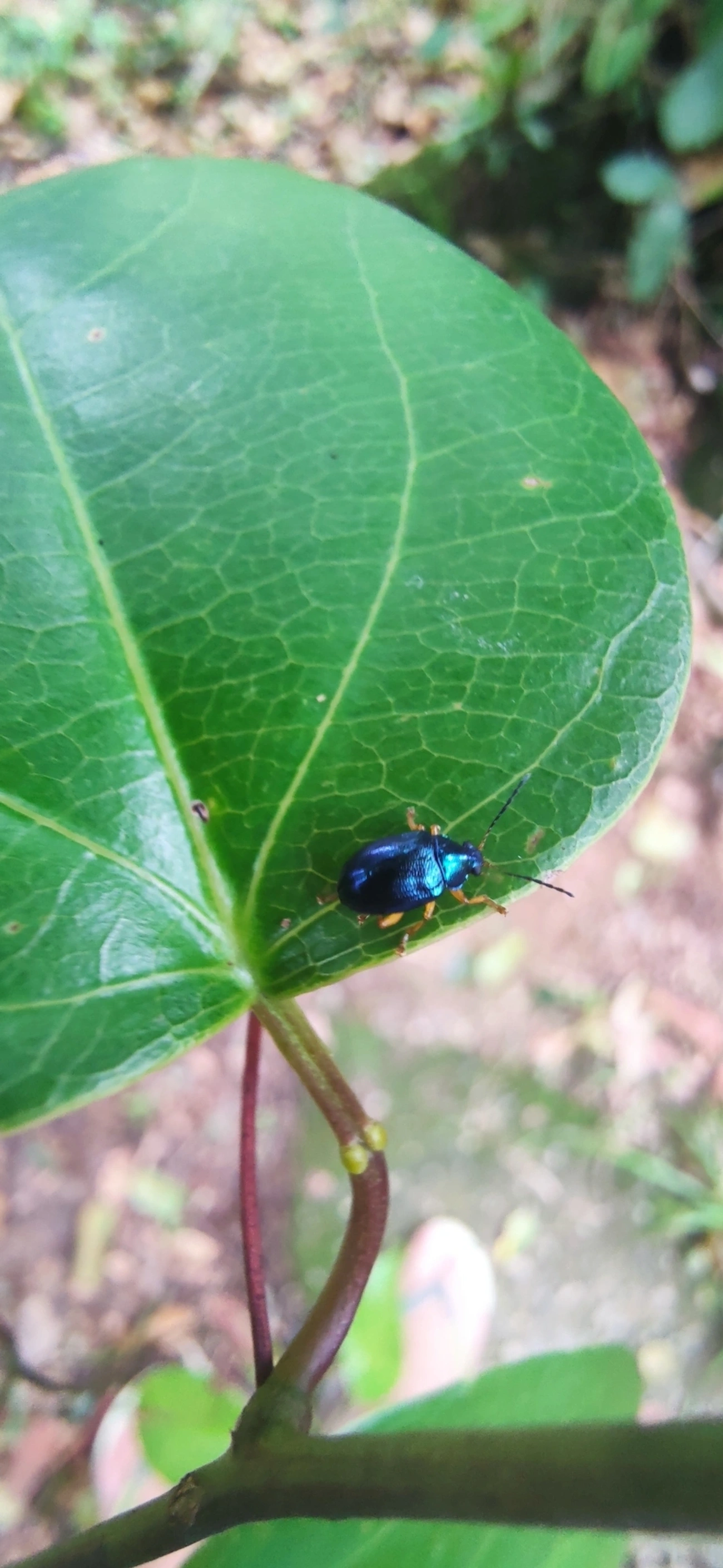 Eumolpini, insetos, fotografado em Maresias, São Sebastião