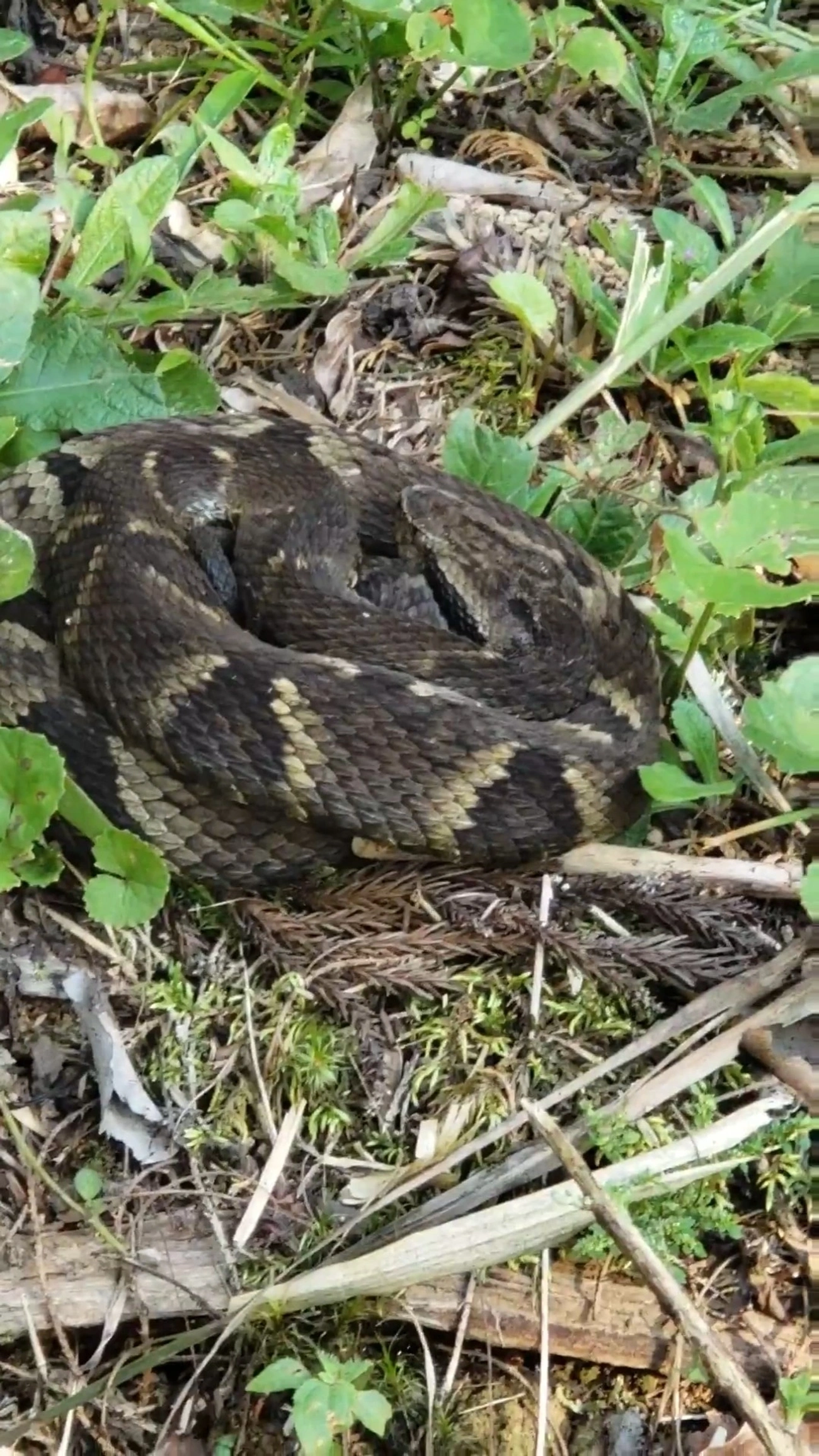 Jararaca-da-mata (Bothrops jararaca), répteis, fotografado em Itatiaia