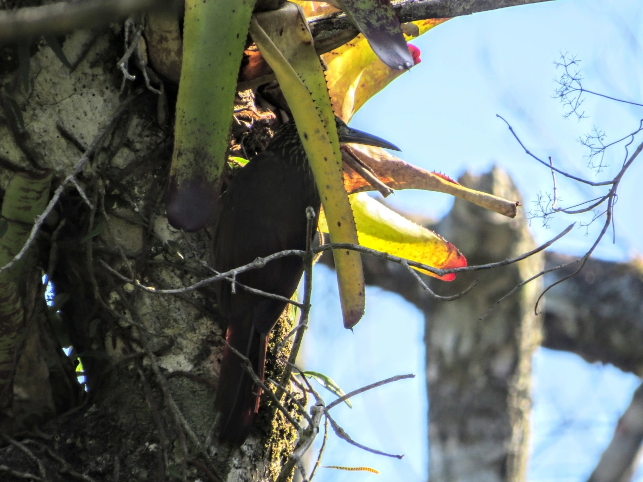 Arapaçu-de-garganta-branca (Xiphocolaptes albicollis), aves, fotografado em Maresias, São Sebastião
