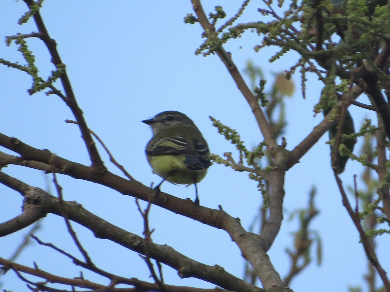 Piolhinho (Phyllomyias fasciatus), aves, fotografado em Maresias, São Sebastião