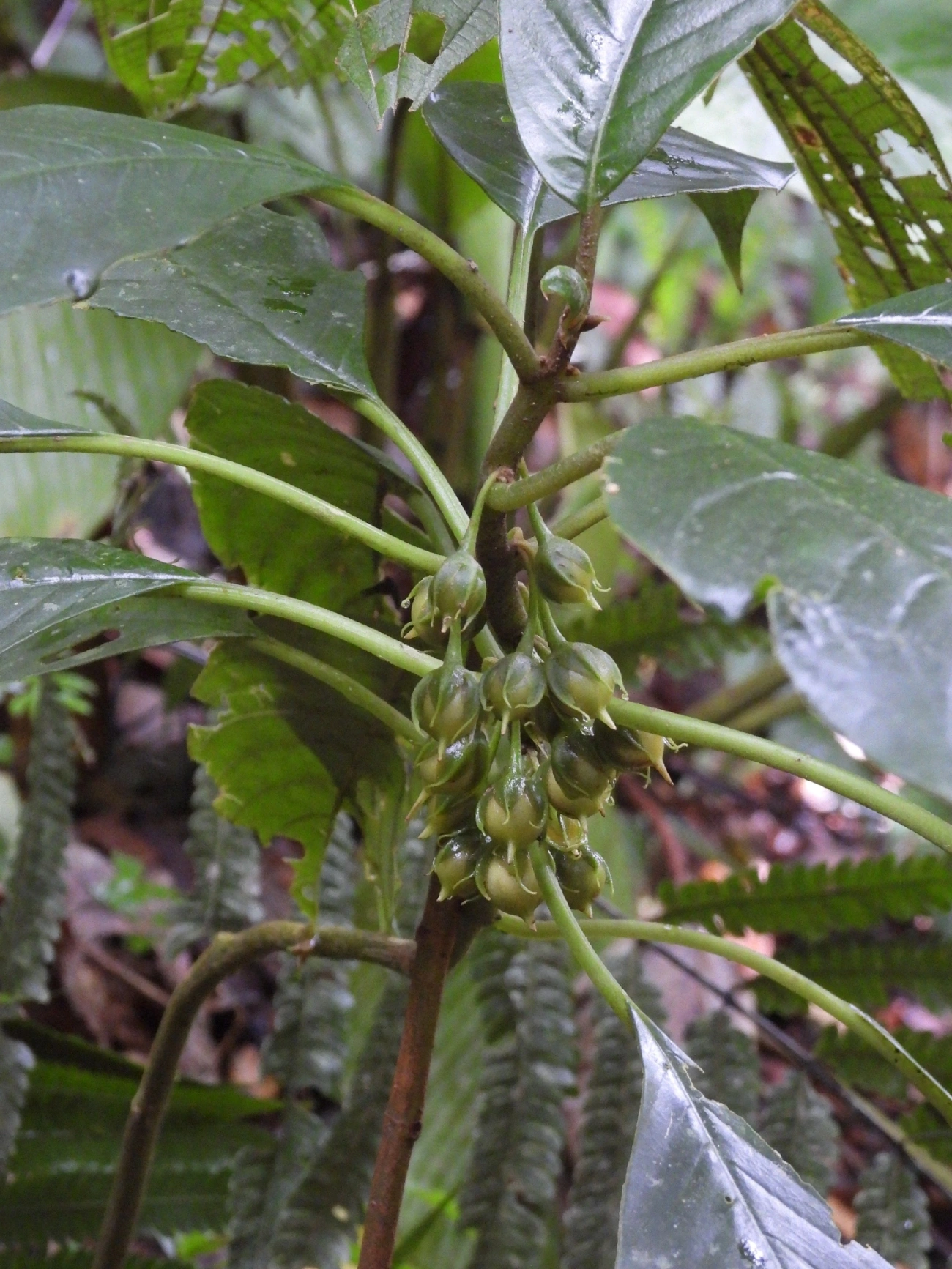 Amarelinha-bicudinha-da-mata (Besleria longimucronata), plantas, fotografado em Boiçucanga, São Sebastião
