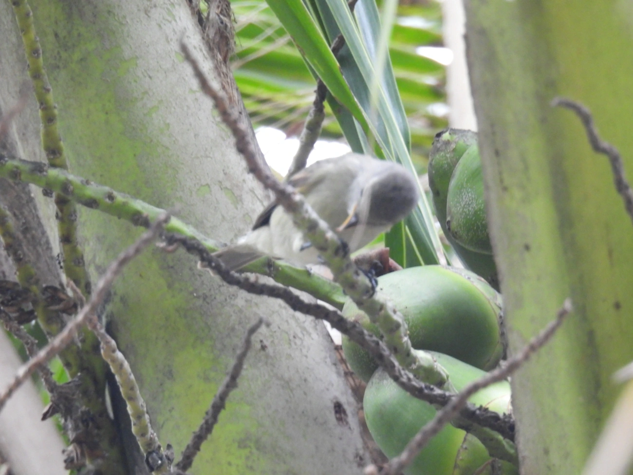 Risadinha (Camptostoma obsoletum), aves, fotografado em Maresias, São Sebastião