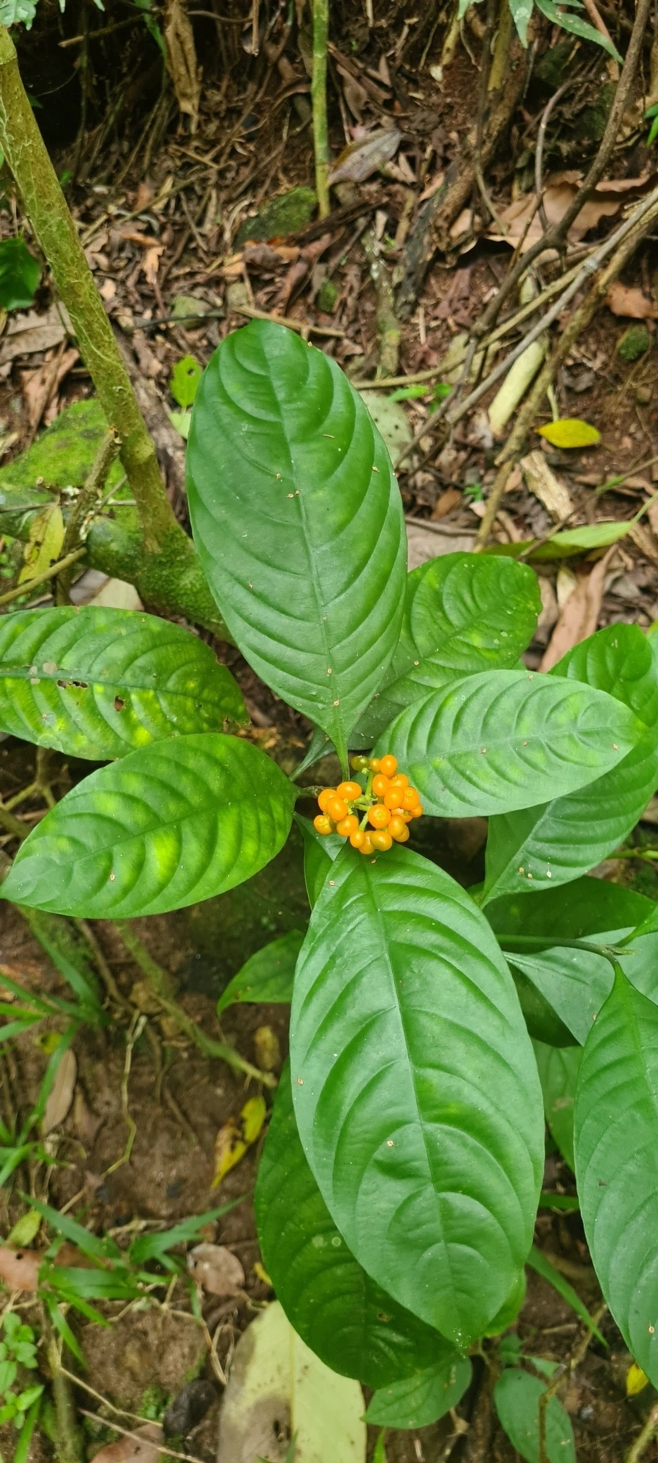Palicourea racemosa, plantas, fotografado em Maresias, São Sebastião