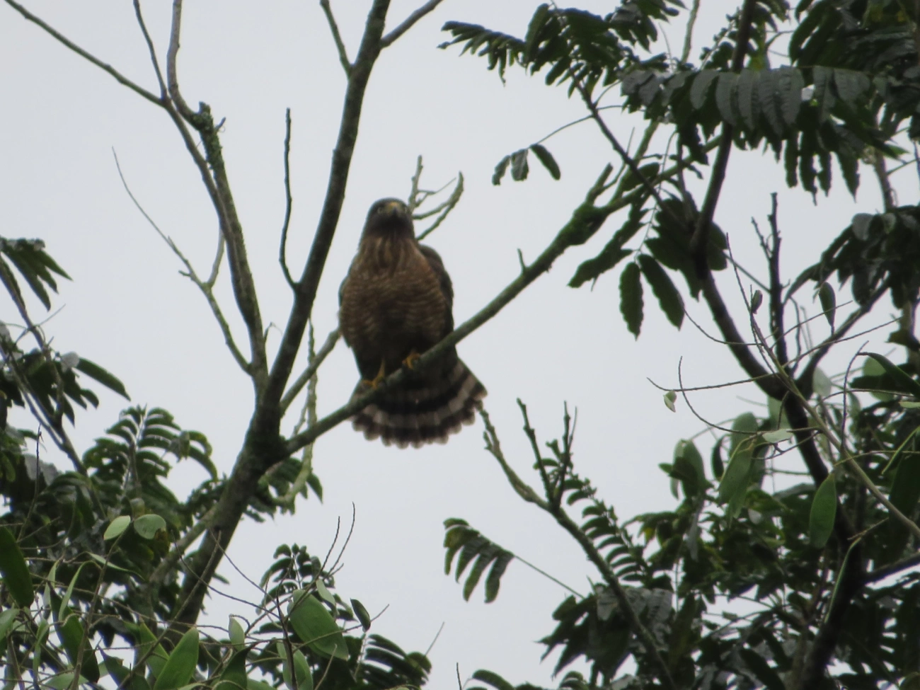 Gavião-carijó (Rupornis magnirostris), aves, fotografado em Maresias, São Sebastião