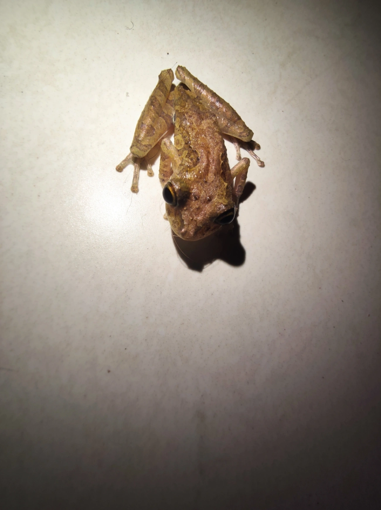 Perereca-do-litoral (Ololygon littoralis), anfíbios, fotografado em Maresias, São Sebastião
