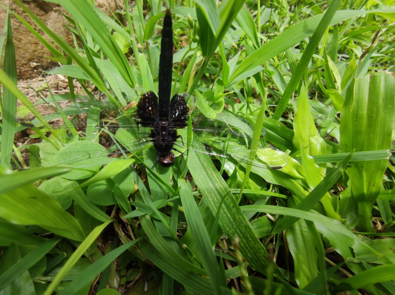 Patrulheira-preta (Erythemis attala), insetos, fotografado em Maresias, São Sebastião