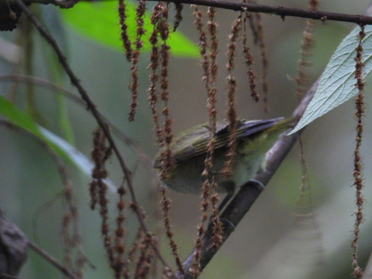 Juruviara (Vireo chivi), aves, fotografado em Maresias, São Sebastião