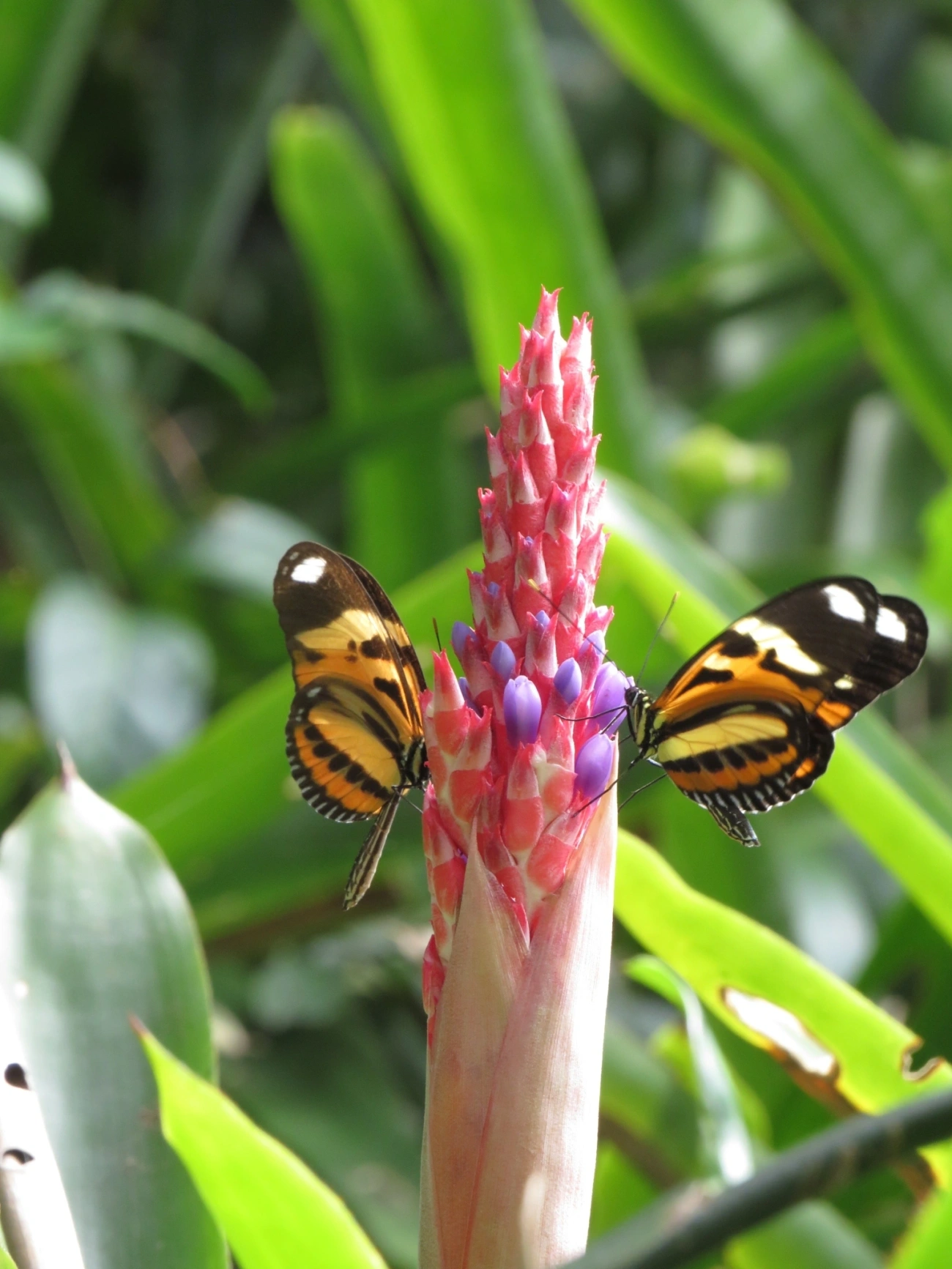 Maria-boba (Heliconius ethilla), insetos, fotografado em Maresias, São Sebastião