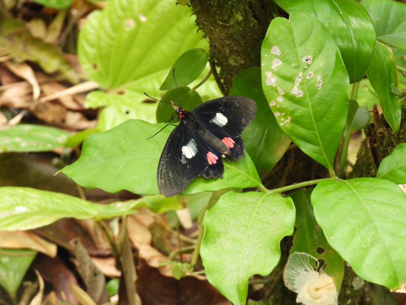 Coração-de-boi (Parides anchises), insetos, fotografado em Castelhanos, Ilhabela