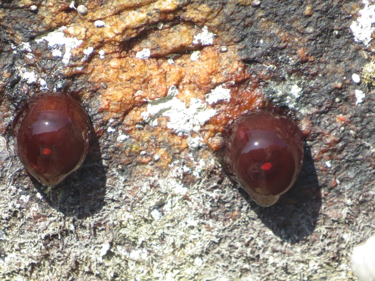 Anêmona-das-Bermudas (Actinia bermudensis), cnidários, fotografado em Maresias, São Sebastião
