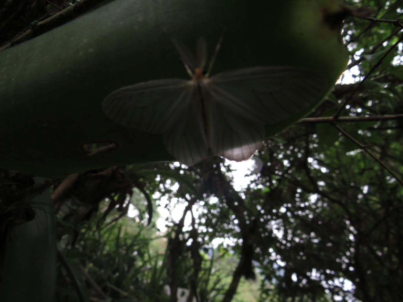 Mysidiina, insetos, fotografado em Maresias, São Sebastião