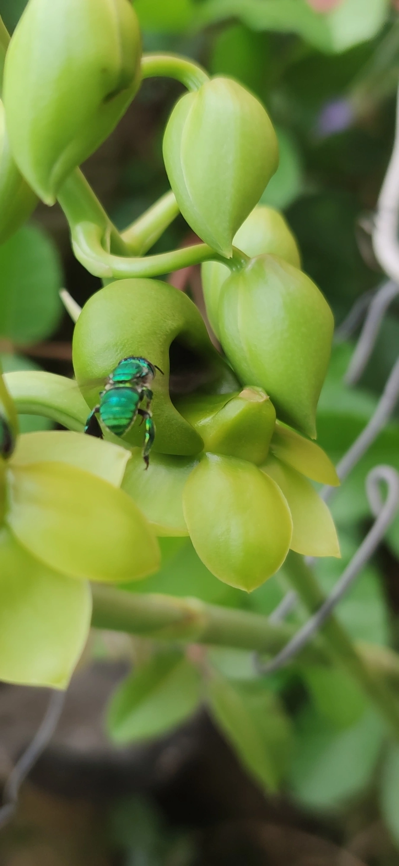 Euglossa, insetos, fotografado em Indaiá, Caraguatatuba