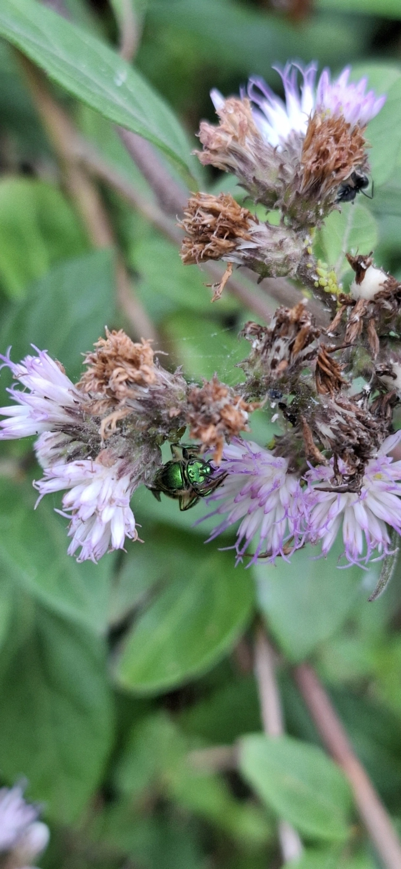 Augochloropsis, insetos, fotografado em Maresias, São Sebastião