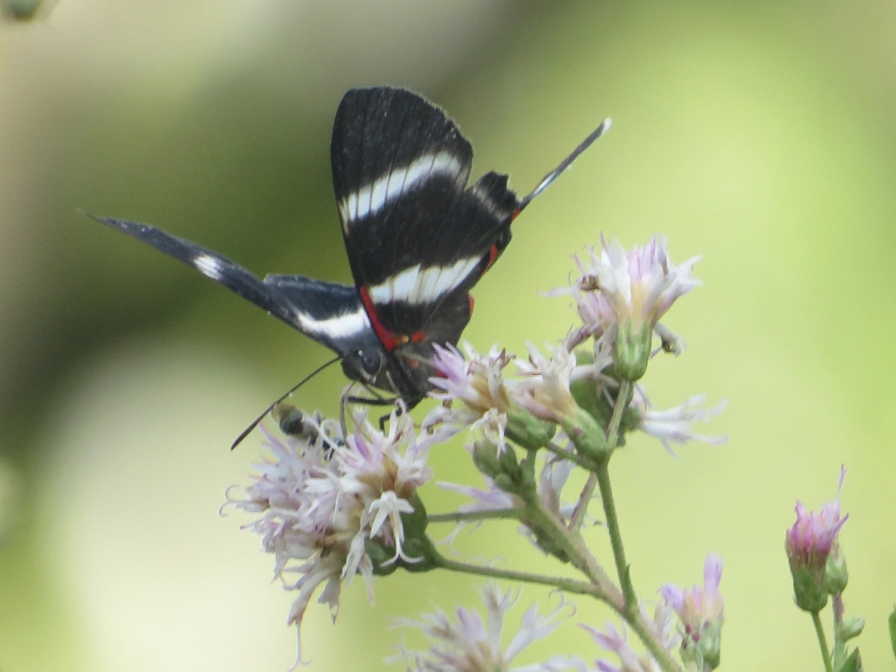 Rhetus periander, insetos, fotografado em Maresias, São Sebastião