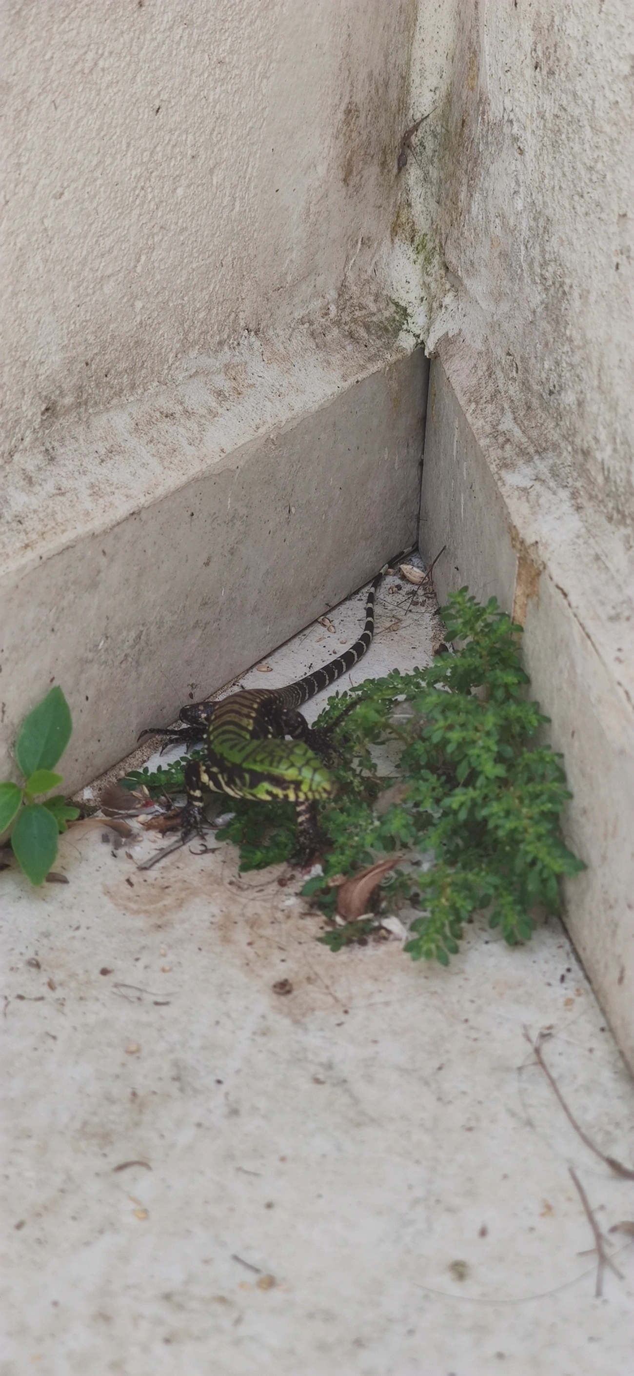 Teiú (Salvator merianae), répteis, fotografado em Maresias, São Sebastião