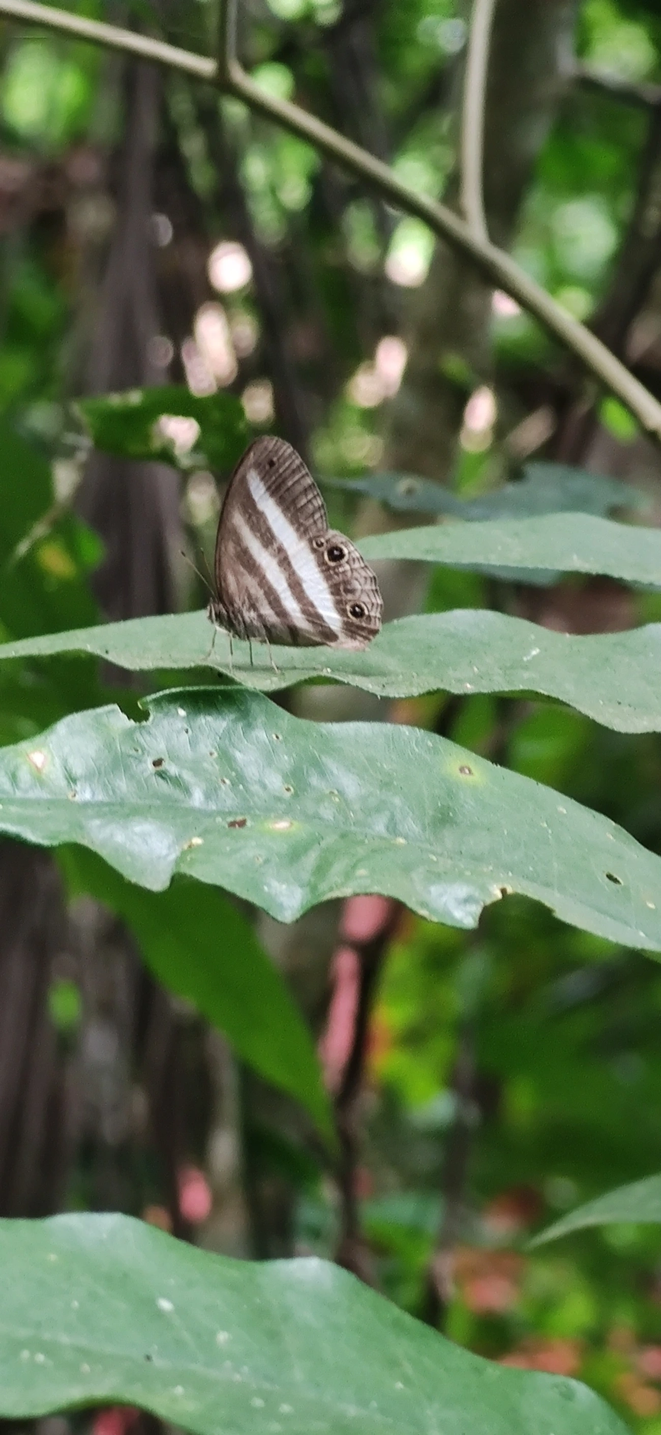 Sátiro-branco (Pareuptychia ocirrhoe), insetos, fotografado em Maresias, São Sebastião