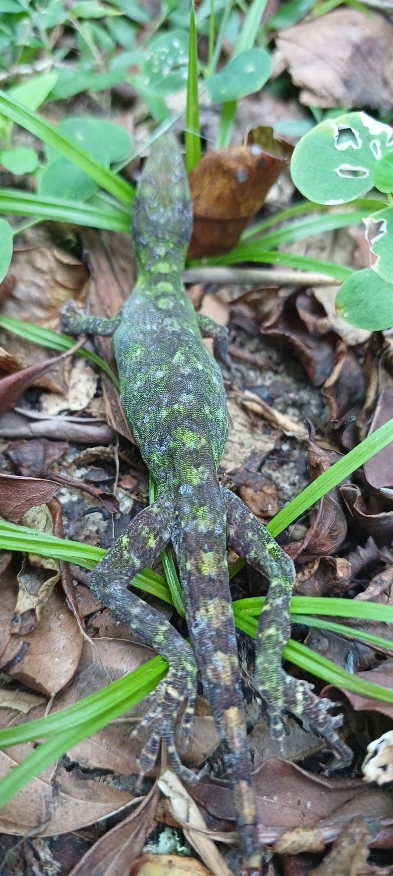 Lagarto papa-vento (Anolis punctatus), répteis, fotografado em Maresias, São Sebastião