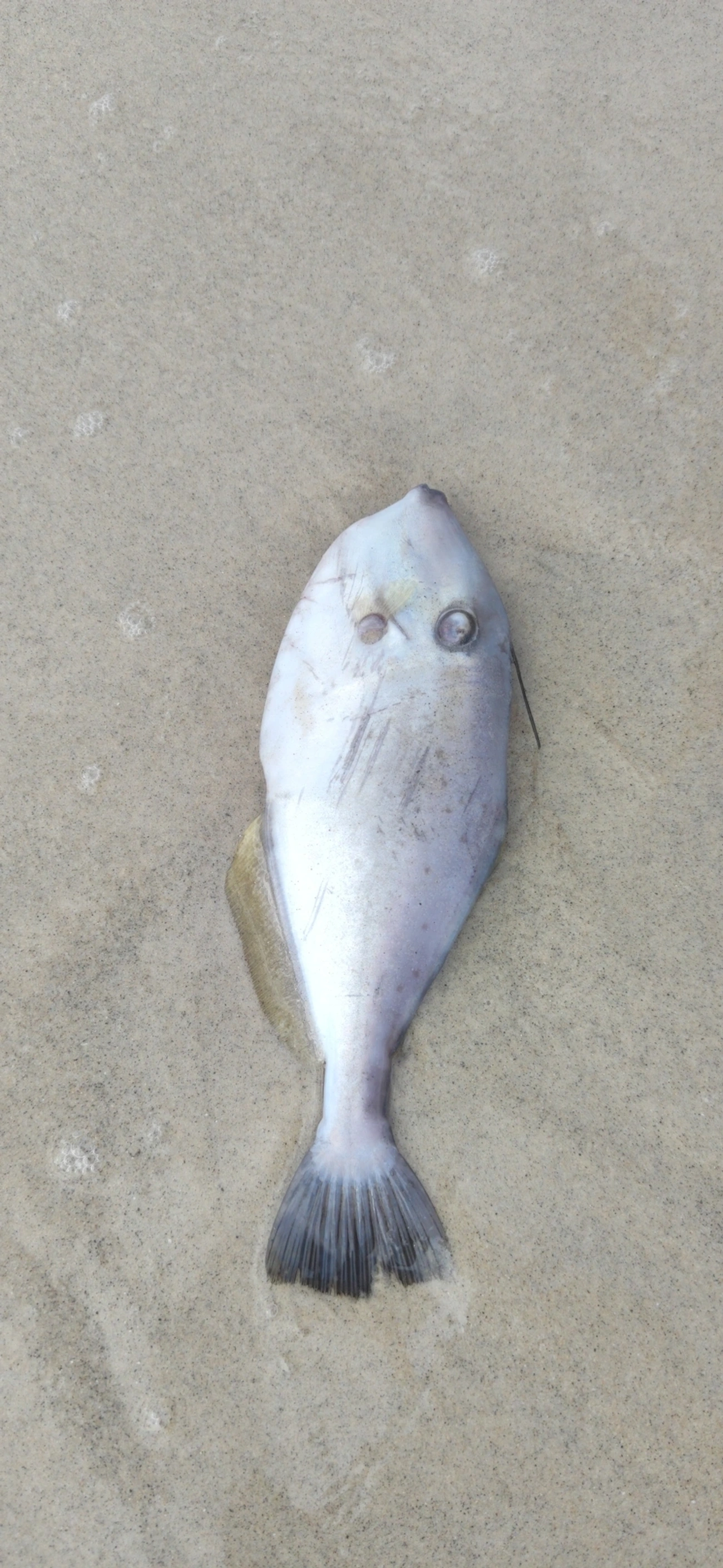 Peixe-porco (Aluterus monoceros), peixes, fotografado em São Sebastião
