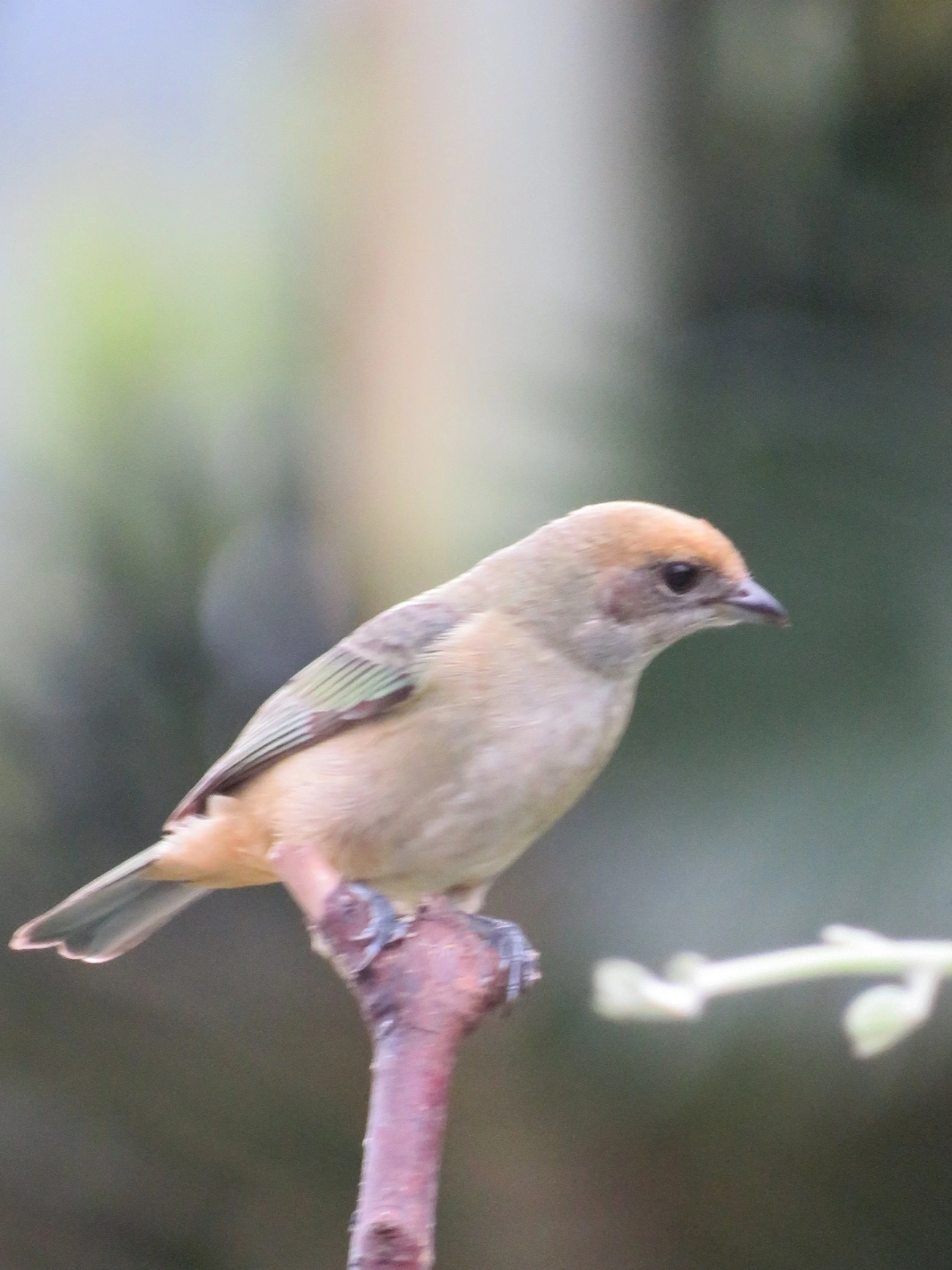 Saíra-amarela (Stilpnia cayana), aves, fotografado em Maresias, São Sebastião