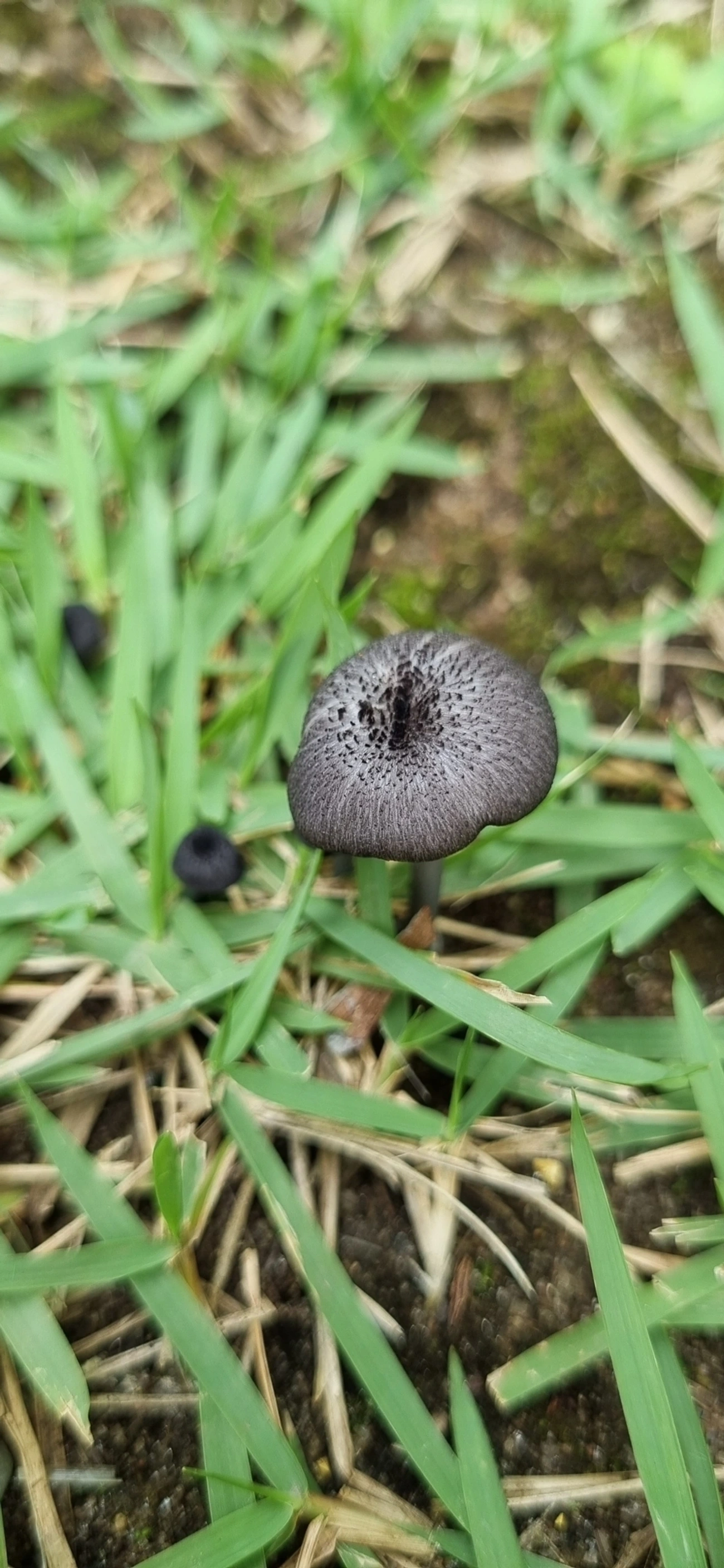 Cyanula, fungos, fotografado em Maresias, São Sebastião