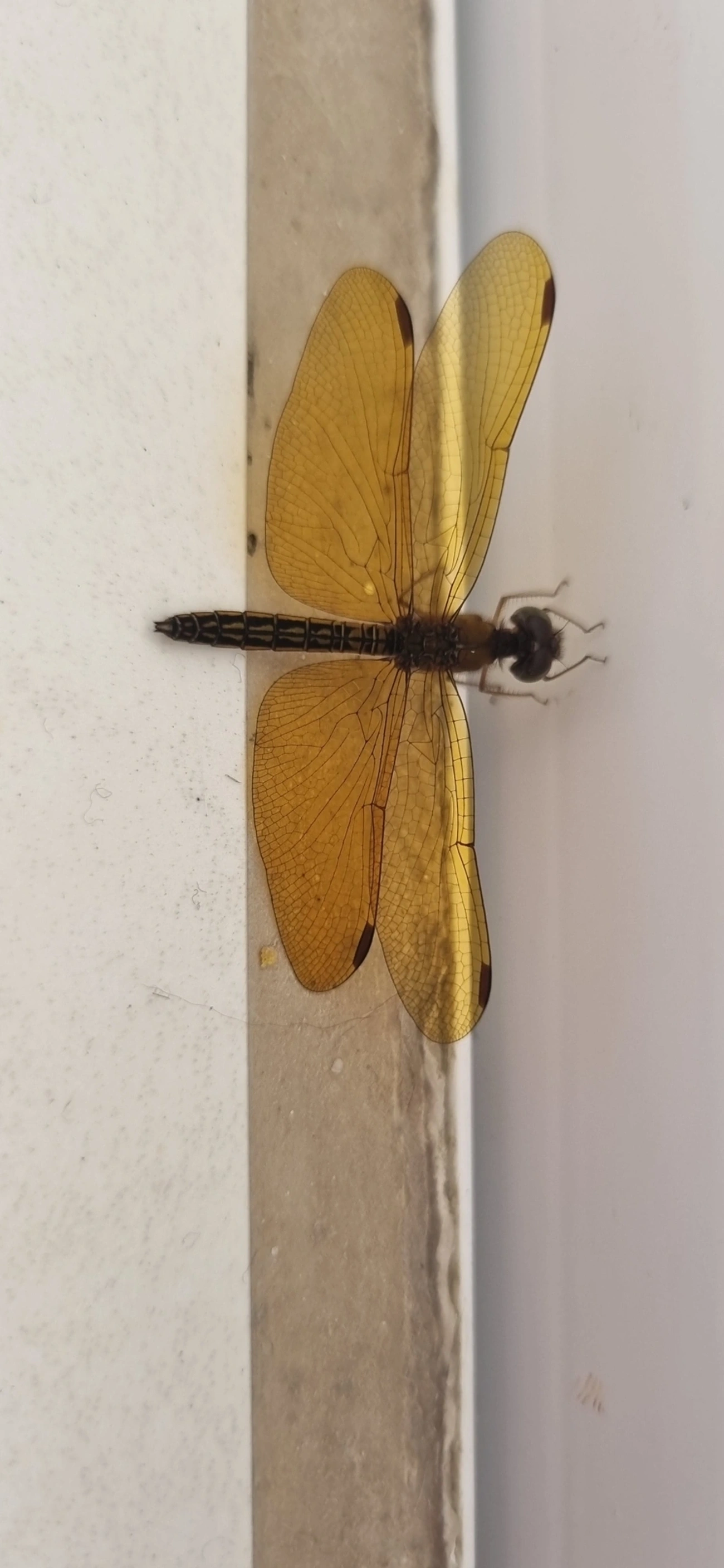 Perithemis, insetos, fotografado em Maresias, São Sebastião