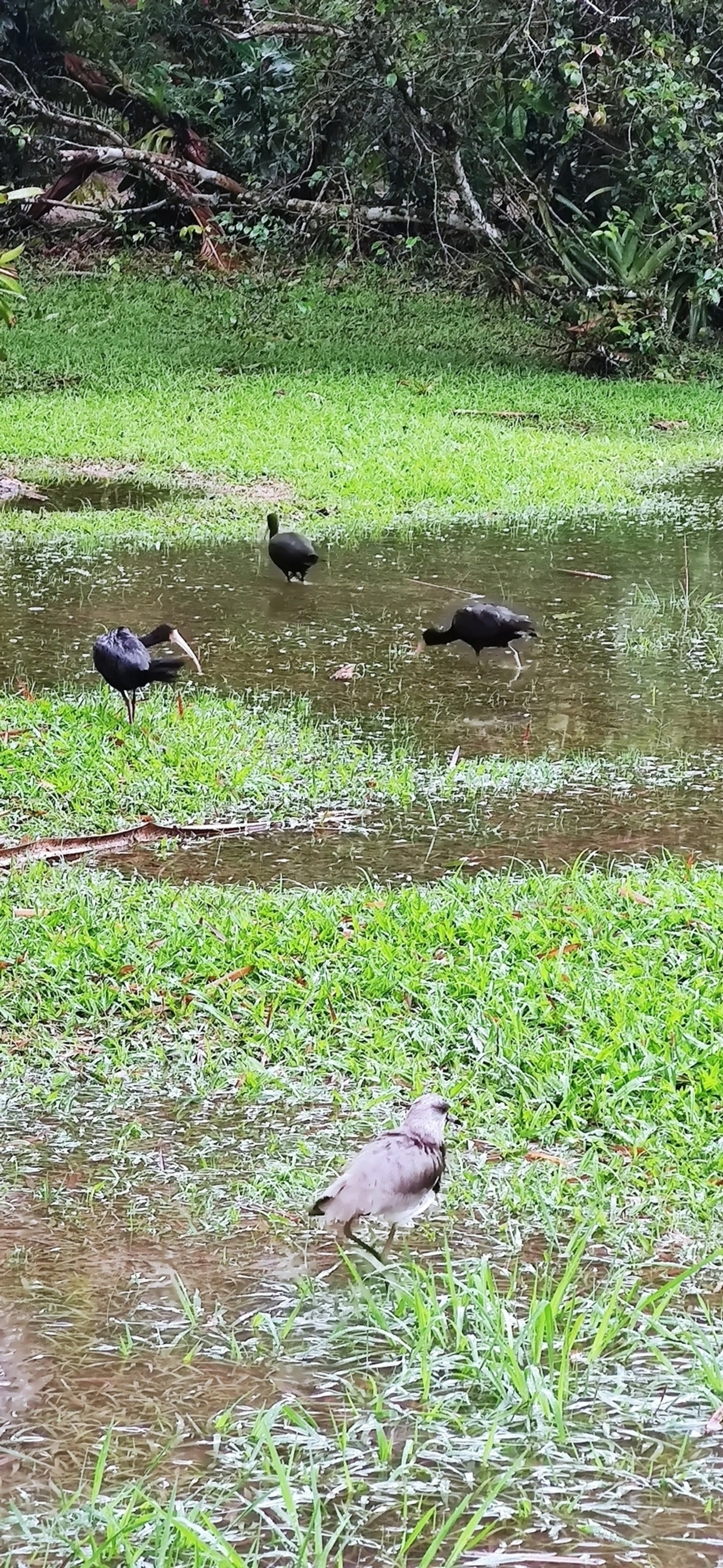 Tapicuru (Phimosus infuscatus), aves, fotografado em Maresias, São Sebastião
