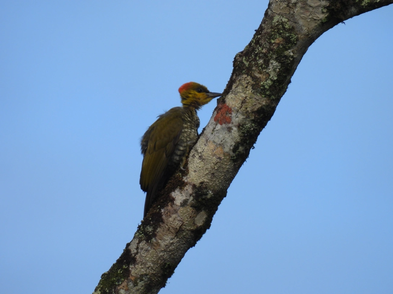 Pica-pau-bufador (Piculus flavigula), aves, fotografado em Maresias, São Sebastião