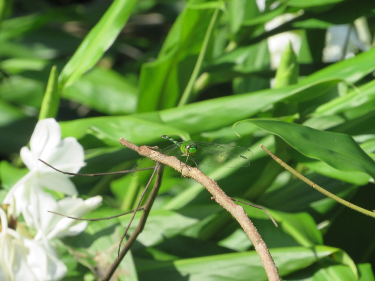 Libélula-verde (Erythemis vesiculosa), insetos, fotografado em Maresias, São Sebastião