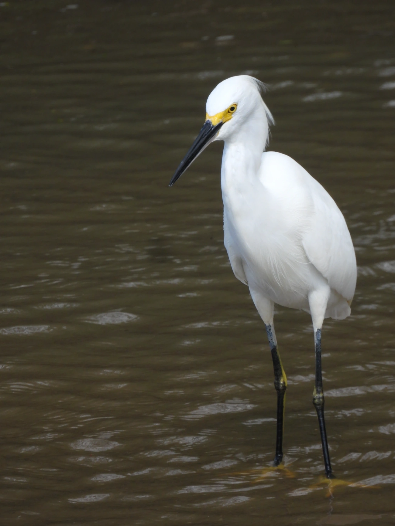 Garça-branca-pequena (Egretta thula), aves, fotografado em Maresias, São Sebastião