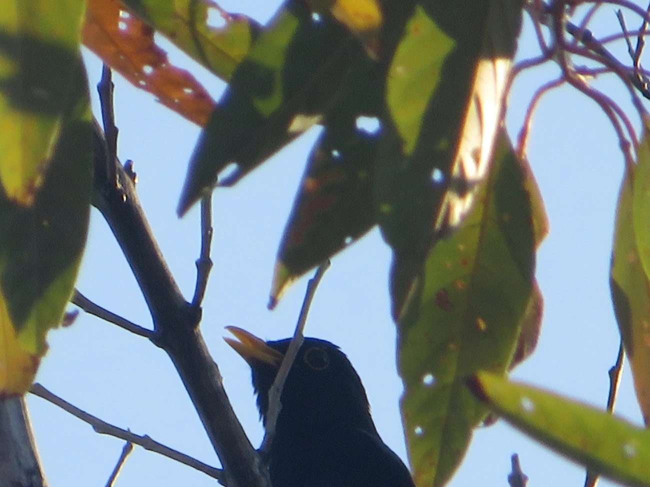 Sabiá-una (Turdus flavipes), aves, fotografado em Maresias, São Sebastião