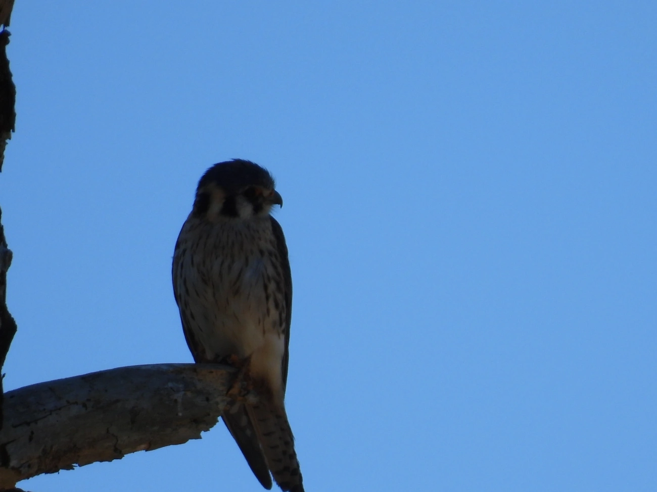 Quiriquiri (Falco sparverius), aves, fotografado em Cunha