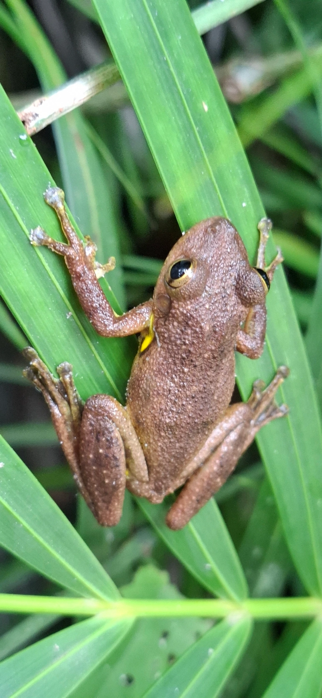 Perereca-de-focinho-de-Hay (Scinax hayii), anfíbios, fotografado em Maresias, São Sebastião