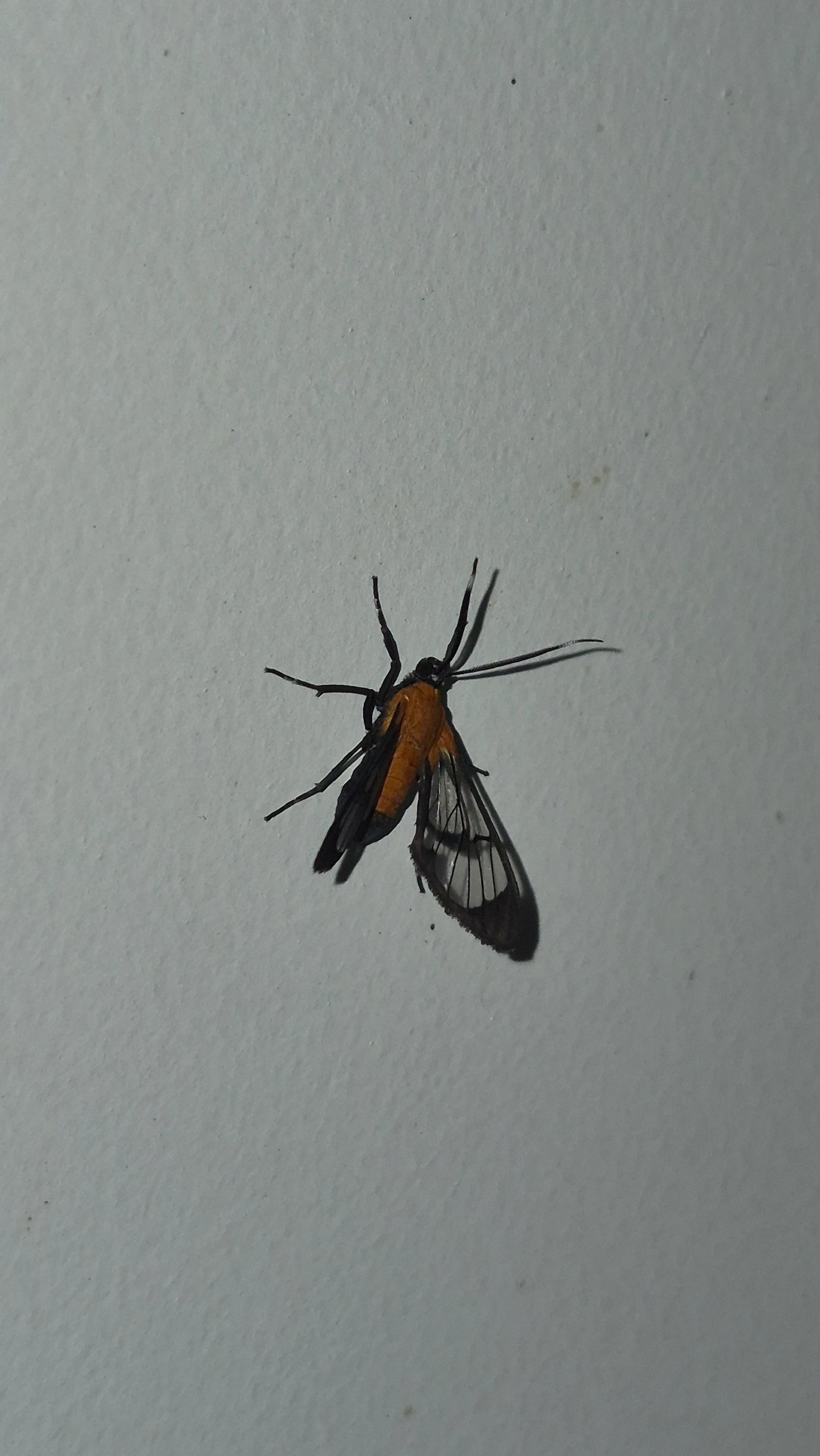 Lepidoneiva, insetos, fotografado em Maresias, São Sebastião