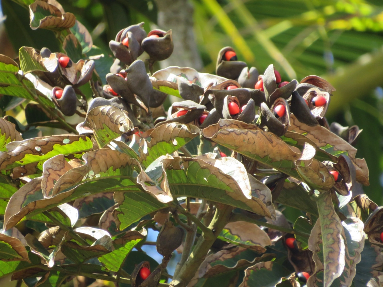 Ormosias (Ormosia), plantas, fotografado em Praia As Ilhas, São Sebastião