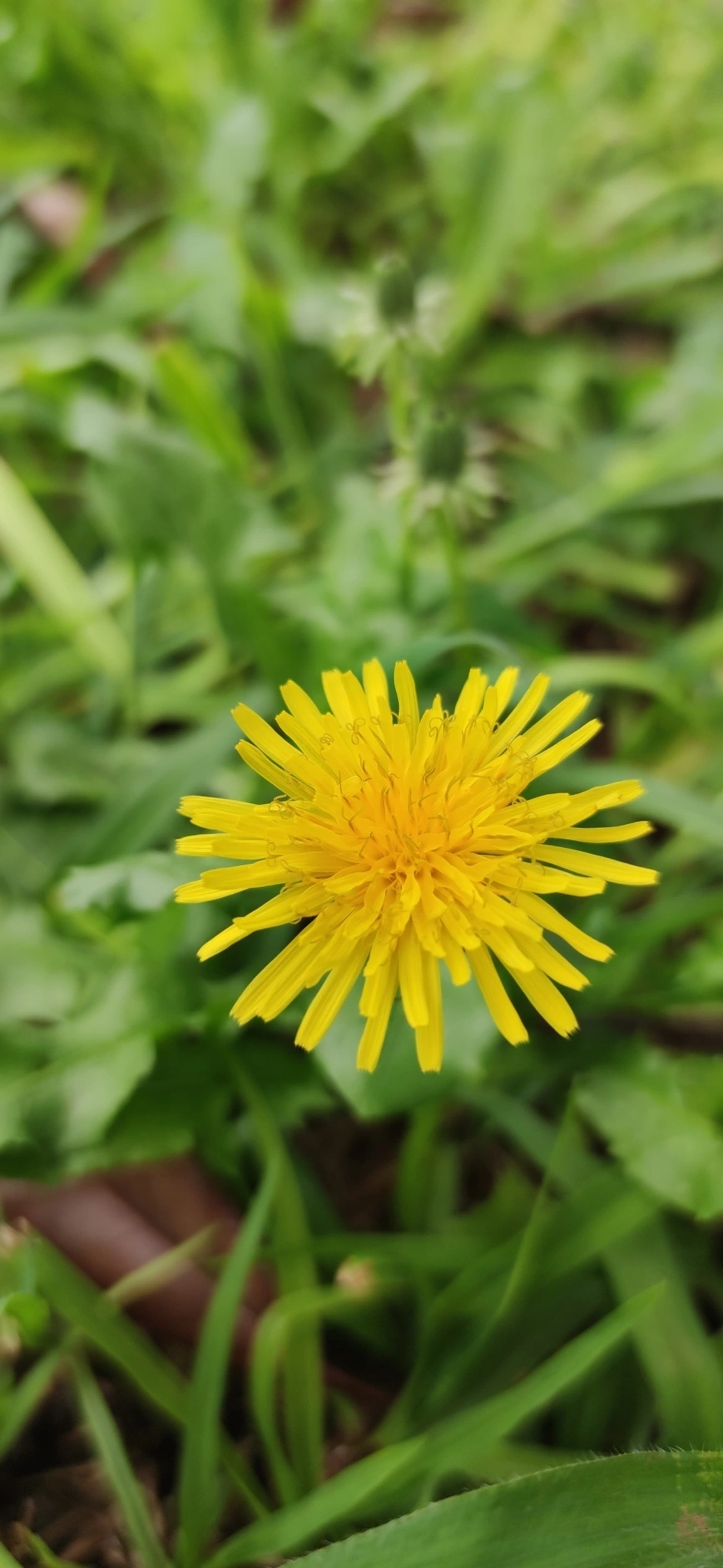 Dente-de-leão (Taraxacum officinale), plantas, fotografado em Vila Antonina, São Paulo